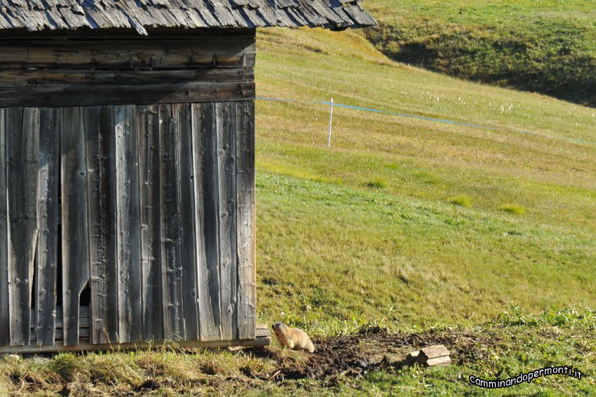 012 Marmotta in cerca di casa.JPG